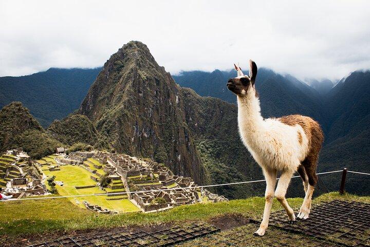 Machu Picchu Full-Day Tour by Train from Cusco - Small Group