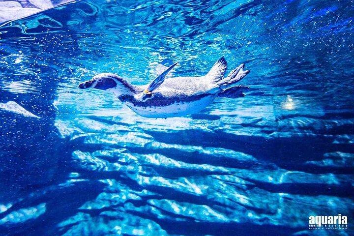 Aquarium Phuket (Only Admission ticket)