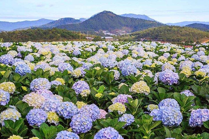 Discovering the Beauty of Da Lat Countryside