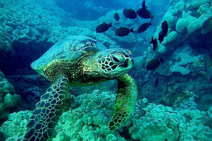 Marine Biologist Guided Snorkel Tour from Shore at Turtle Town