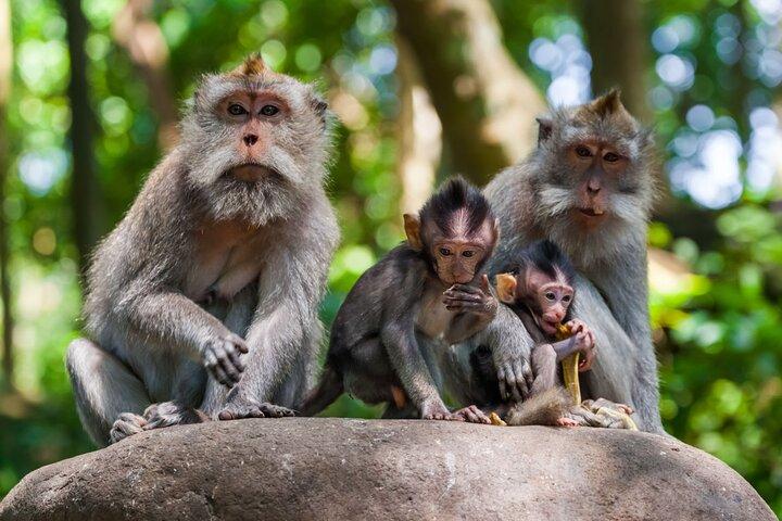 Private 1-Day Ubud Highlights Tour
