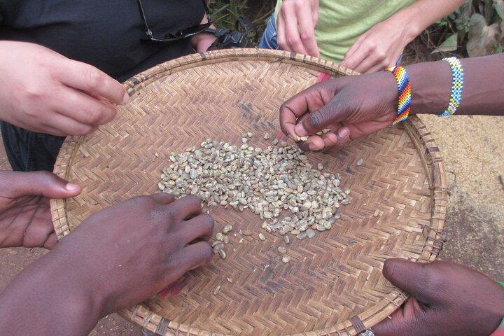 Materuni Thundering Waterfalls,Coffee Experience with Moshi Town Tour