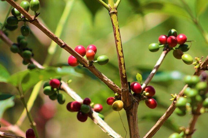 Materuni Thundering Waterfalls,Coffee Experience with Moshi Town Tour