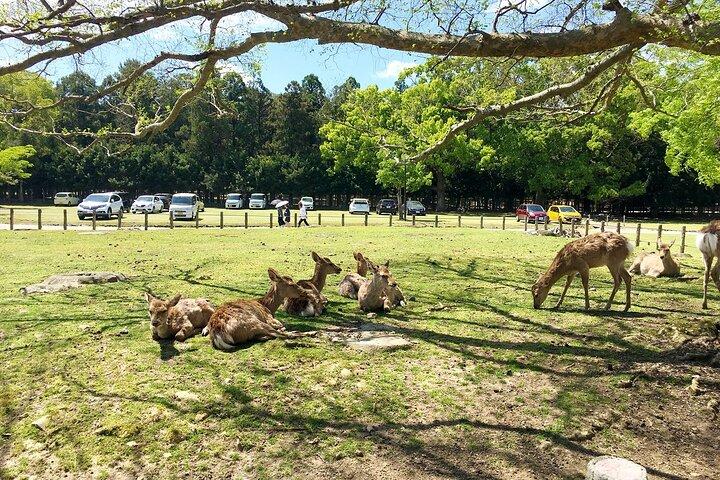 Kyoto & Nara 1 Day Private Charter Car Tour from Osaka or Kyoto