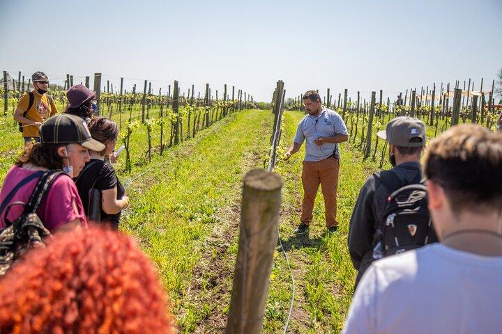 Bodega Gamboa Premium Wine Tasting with Lunch