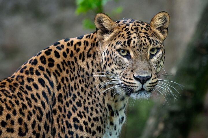 Private Day Tour: Yala National Park Safari Tour from Galle & Weligama