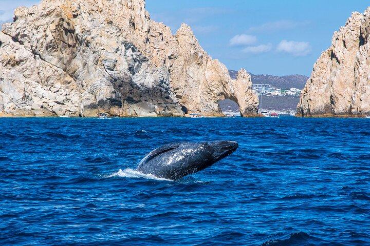 Whale Watching by Zodiac in Cabo San Lucas with Photos Included
