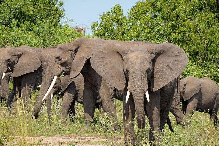 7-Day Lake Manyara, Ngorongoro Crater and Serengeti Private Tour