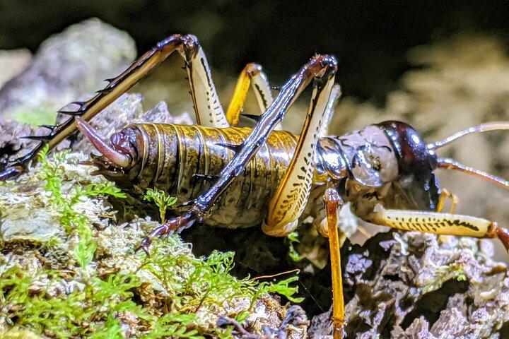 Nocturnal adventure Glow-worm tour