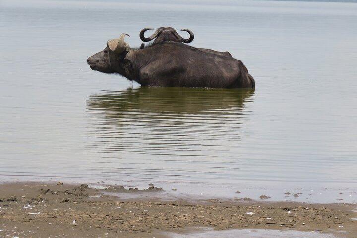 3 Days, 2 Nights Masai Mara Kenya Safari from Nairobi
