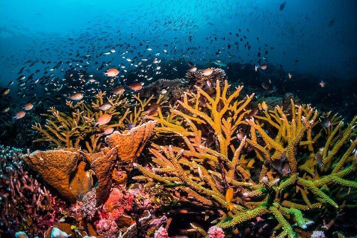 Blue Lagoon, Starfish Tour, The Rock, Jozani Forest, Stone Town, Secret Garden