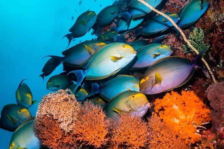 Blue Lagoon, Starfish Tour, The Rock, Jozani Forest, Stone Town, Secret Garden