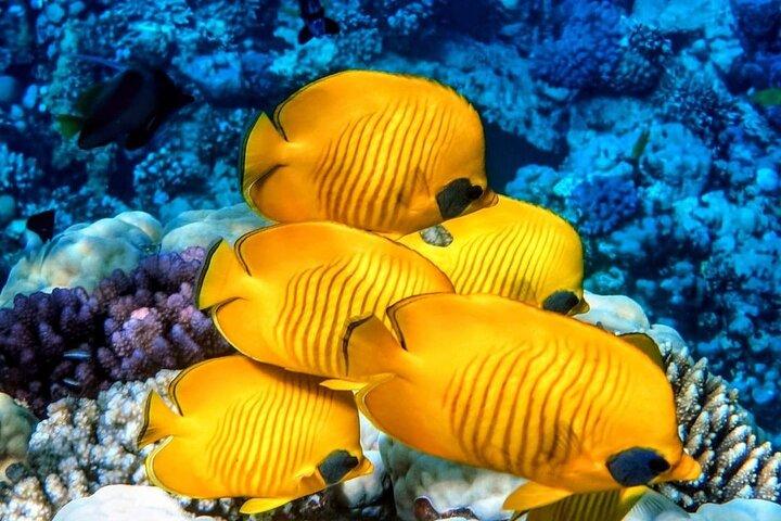 Blue Lagoon, Starfish Tour, The Rock Restaurant, Prison Island, Secret Garden