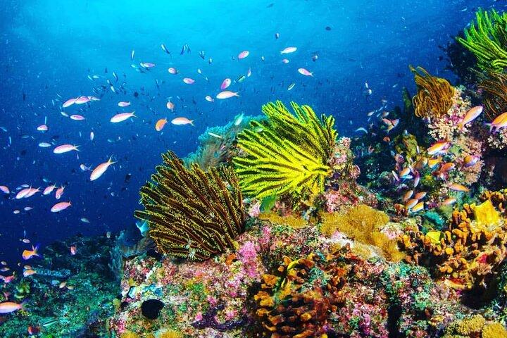 Blue Lagoon, Starfish Tour, The Rock Restaurant, Prison Island, Secret Garden