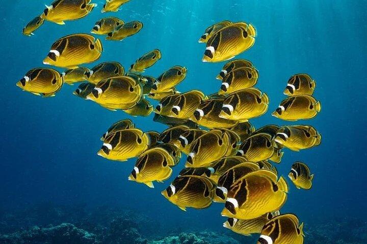 Blue Lagoon, Starfish Tour, The Rock Restaurant, Prison Island, Secret Garden