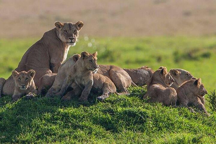5 Days Serengeti and Ngorongoro Crater Safari