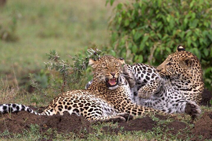 5 Days Serengeti and Ngorongoro Crater Safari