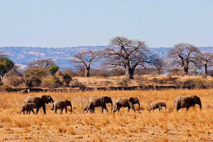 8-Day Tanzania Wildlife and Beach Safari