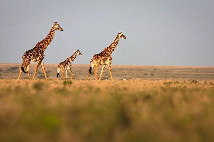 8 Days Private Tanzania Bush and Beach Family Safari