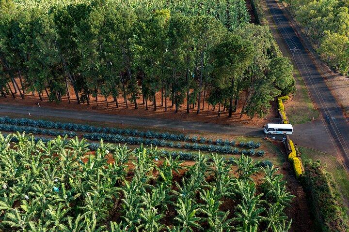 Taste the Atherton Tablelands Food & Wine Tour from Port Douglas