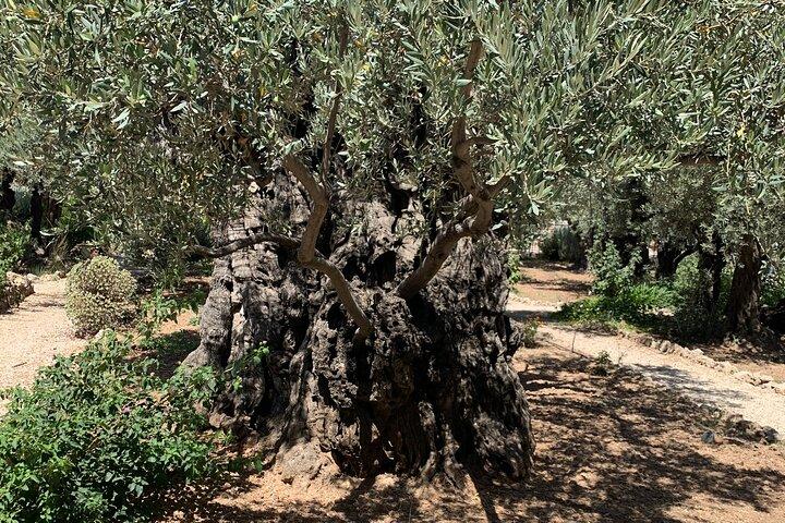 In The Footsteps of Jesus - Self Guiding Tour