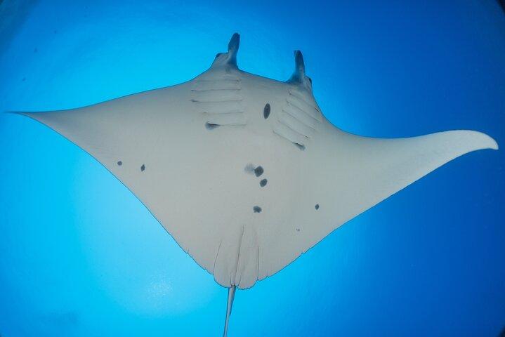 Big Island Manta Ray Night Snorkel Adventure