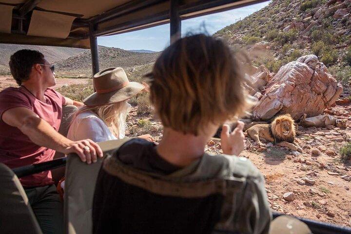 Big Five Safari Experience Near Cape Town ,South Africa