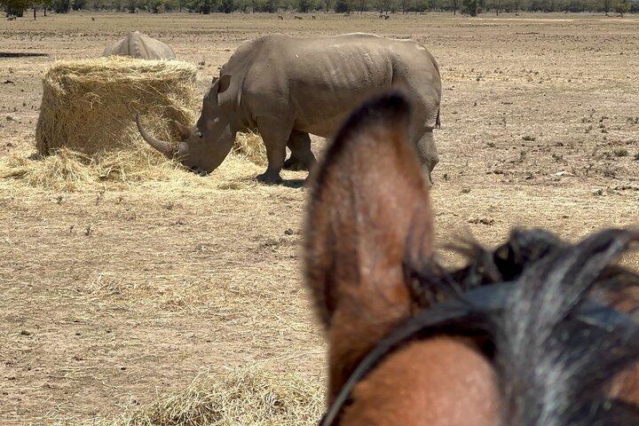 Day safari to Olpejeta Rhino conservancy