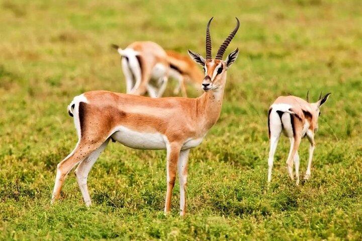 Agadir National Park & 4×4 Jeep Desert Safari Tour with Lunch