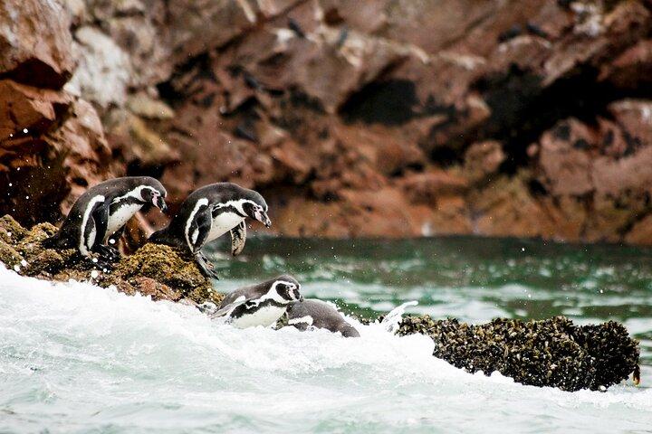 Paracas : Tour to the Ballestas Islands by Modern Boat