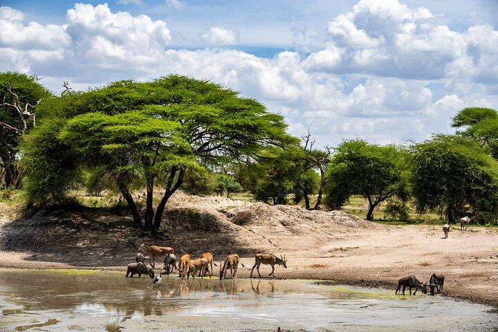 Full-Day Tour Safari Tarangire National Park