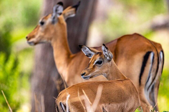 Full-Day Tour Safari Tarangire National Park