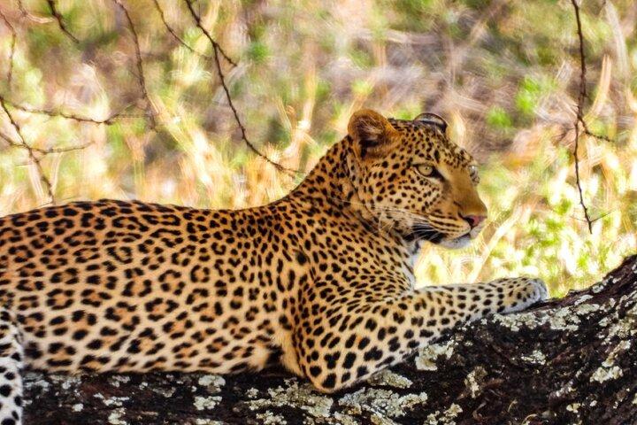 Full-Day Tour Safari Tarangire National Park