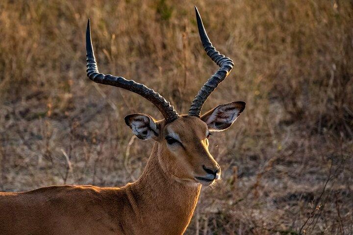 Full-Day Tour Safari Tarangire National Park