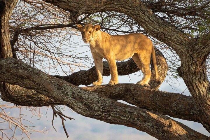 Full-Day Tour Safari Tarangire National Park
