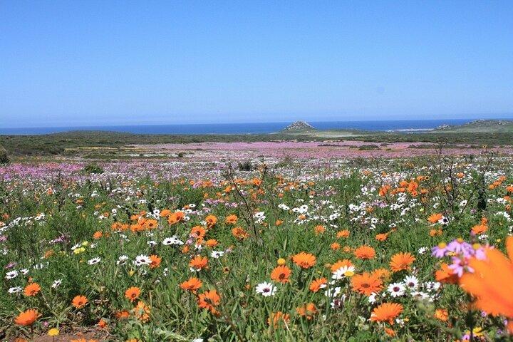 Cape West Coast Flower Tour