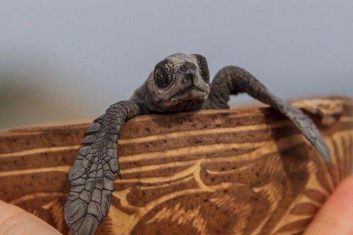 Private tour to release turtles with tickets included