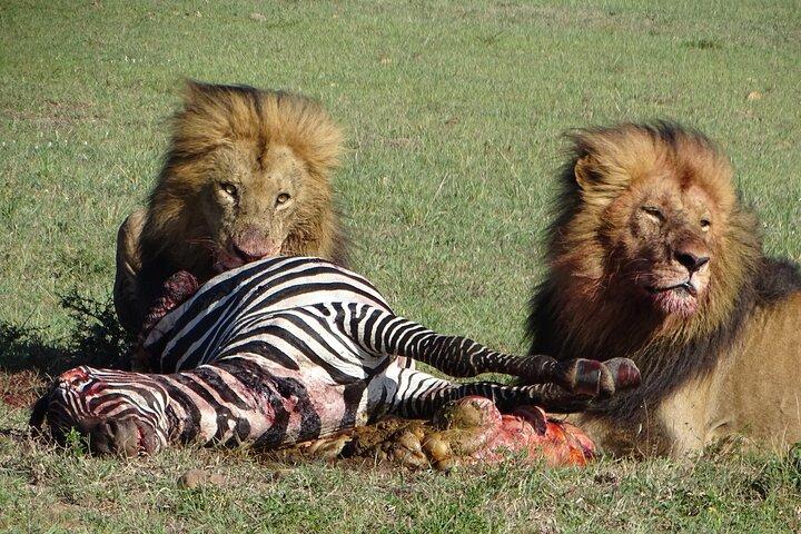 1-Day Maasai Mara Fly In Safari - Daily Departure