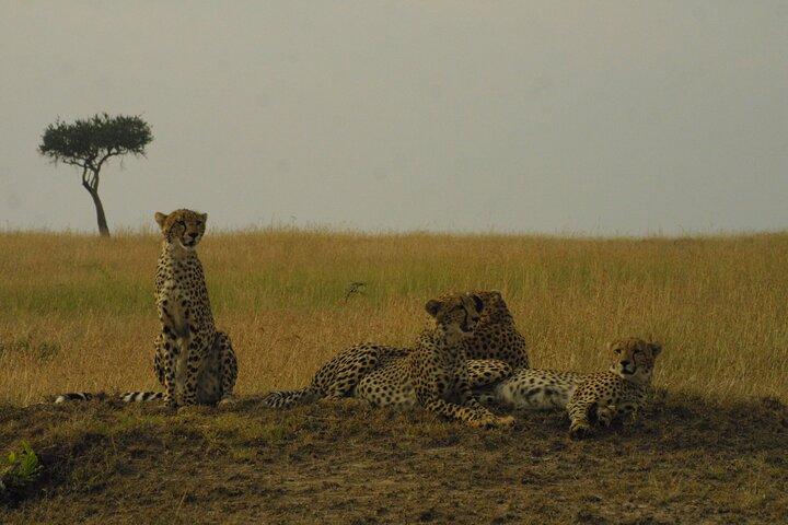 1-Day Maasai Mara Fly In Safari - Daily Departure