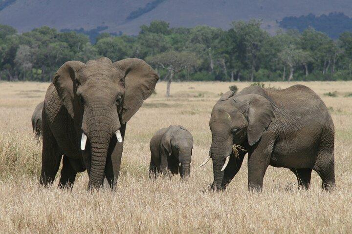 1-Day Maasai Mara Fly In Safari - Daily Departure