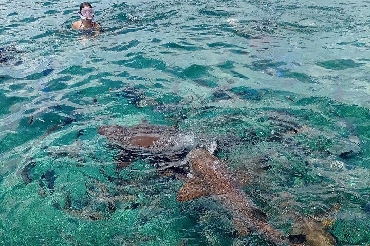 Private Snorkeling in Hol Chan Marine Reserve and Shark Ray Alley