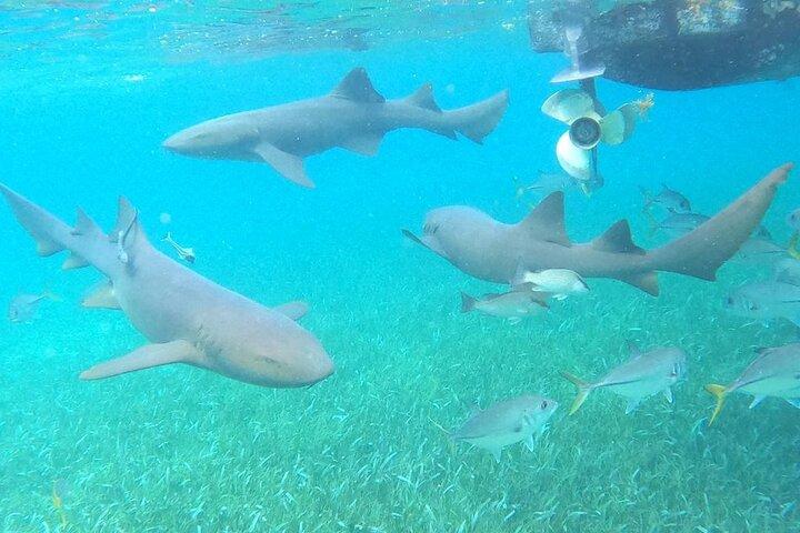Private Snorkeling in Hol Chan Marine Reserve and Shark Ray Alley