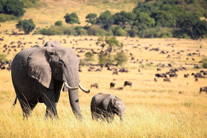 10-Day Kenya and Tanzania Wildlife Safari