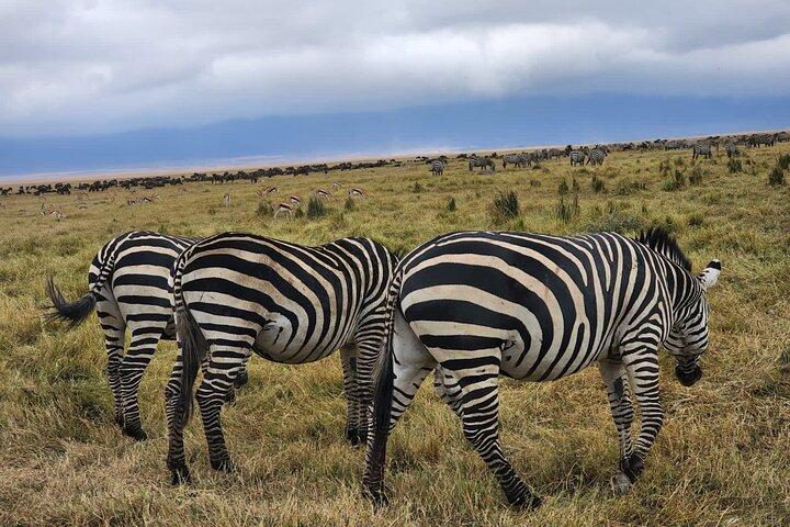 6Days Migration Safari