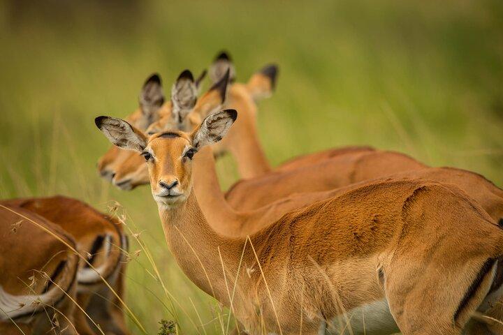 Amboseli National Park Full Day Tour from Nairobi