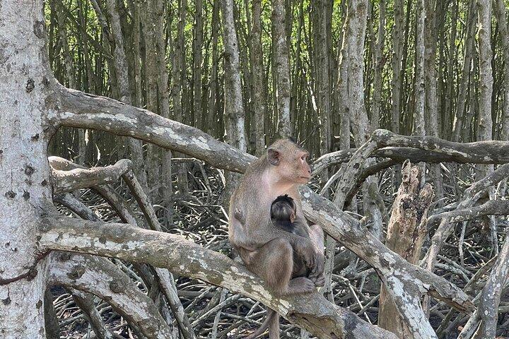 Can Gio Mangroves - Monkey Island by Motorbike and Scooter