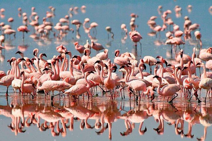 Private Lake Manyara National Park Day Trip from Arusha