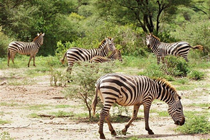 5-Day Hidden Gems: Arusha, Tarangire & The Cultural Highlands