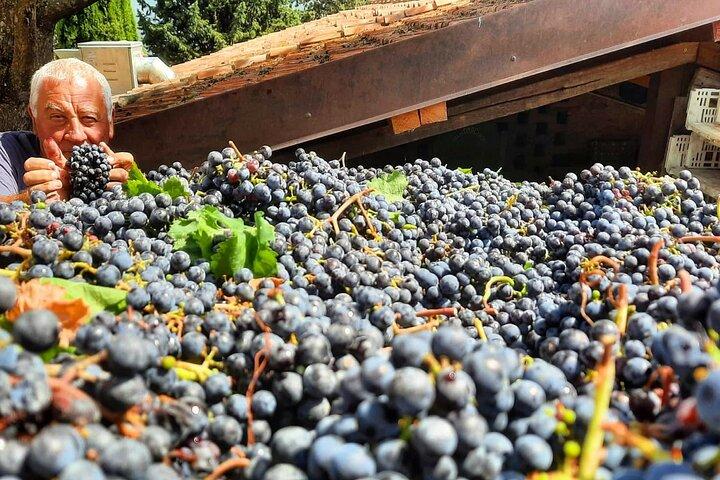 Greve in Chianti Wine Tasting and Winery Tour