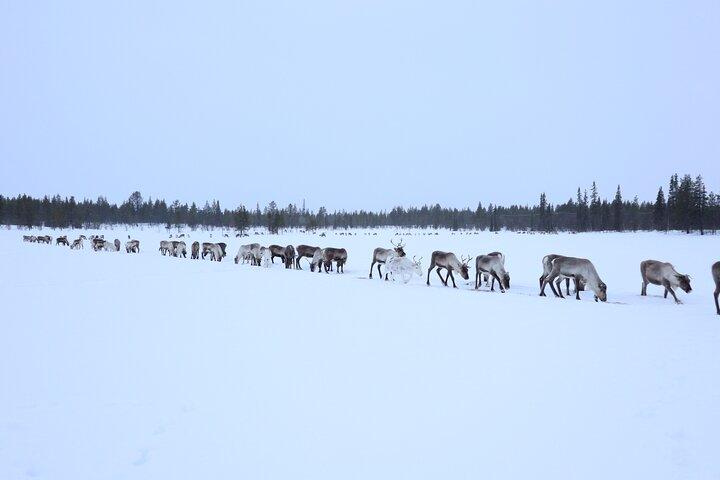 Full-Day Reindeer Tour with Pickup in Kiruna